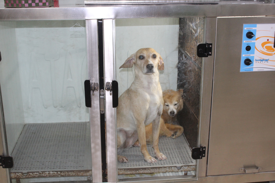 Notre Dame I Pet Shop